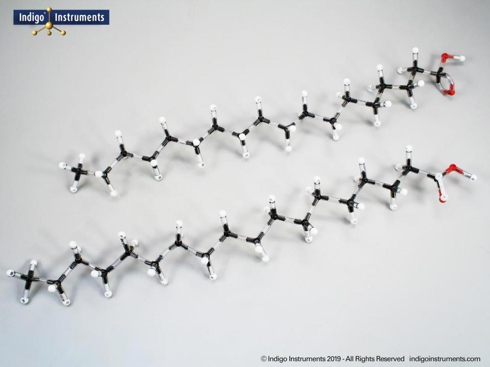 Orbit Fatty Acid Structures Molecular Model Kit