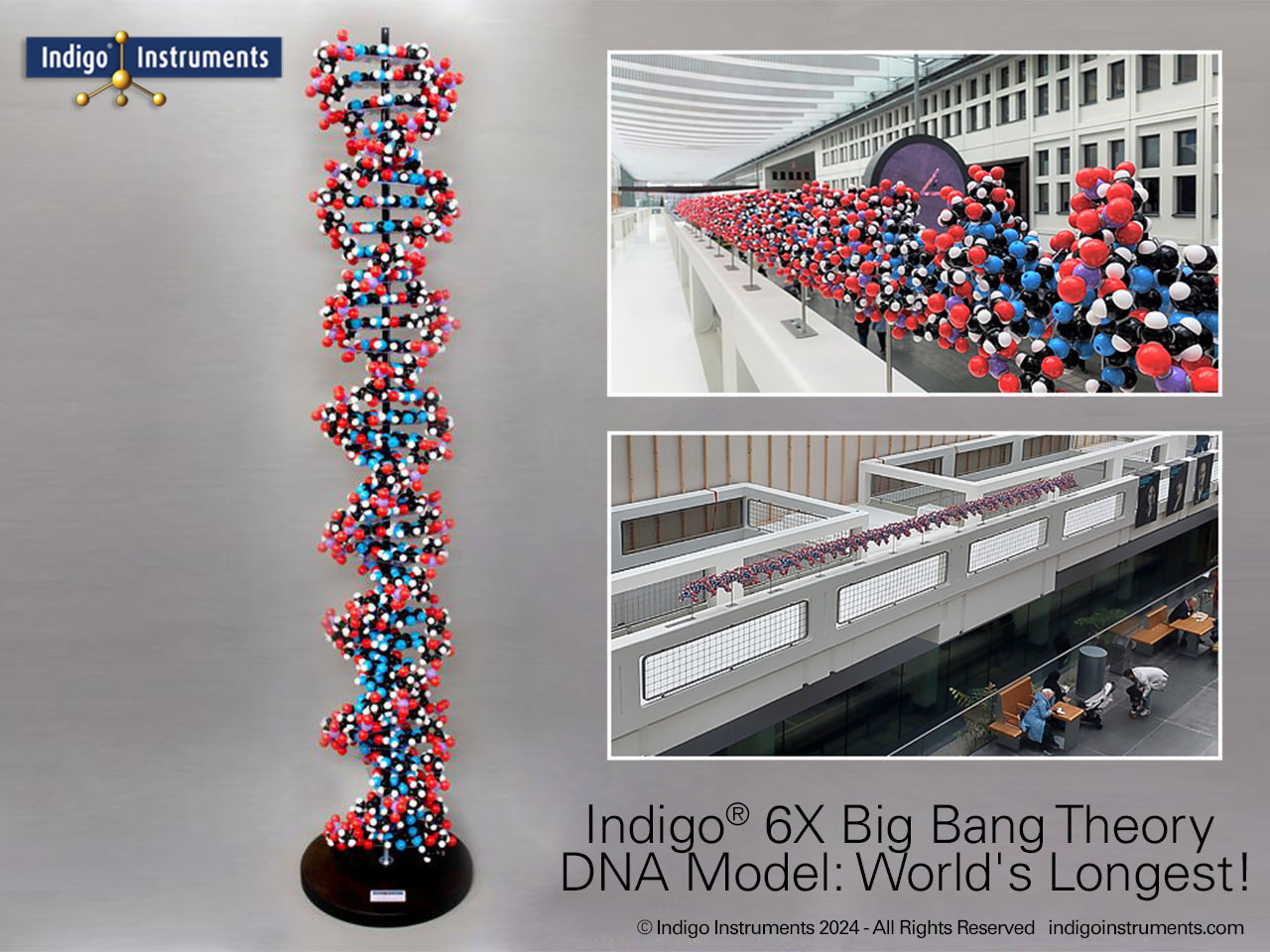 216 Base Pair World's Longest DNA Model