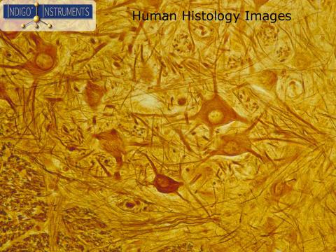 Human Histology Images