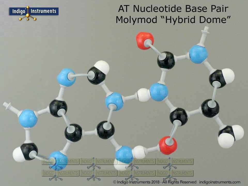 Adenine Thymine DNA Base Pair