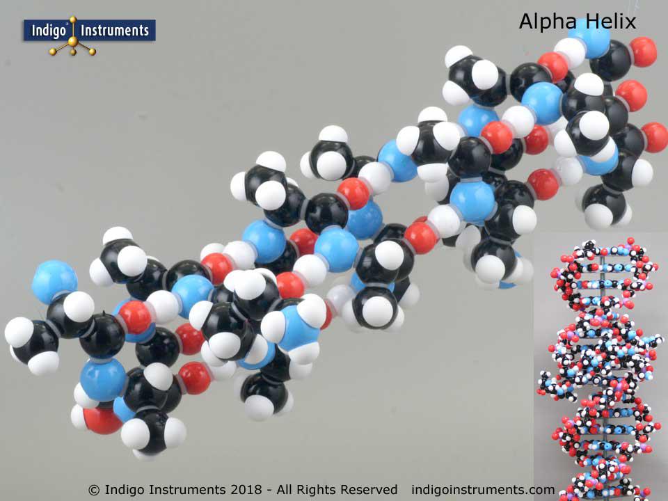 Alpha Helix Model-Fully Assembled