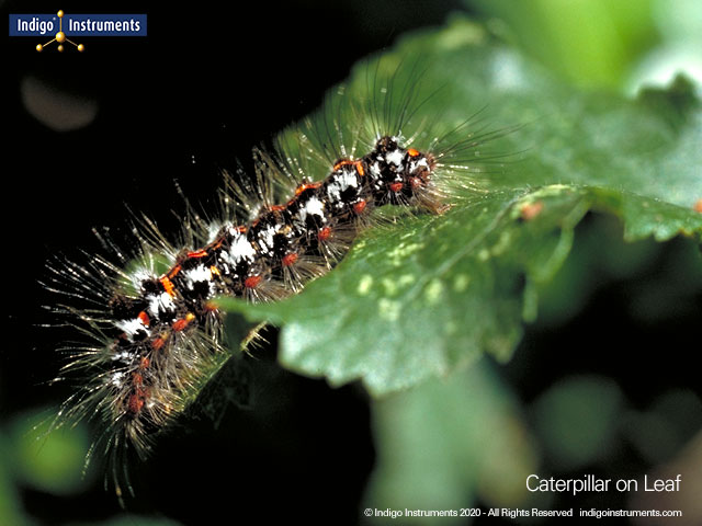 Caterpillar