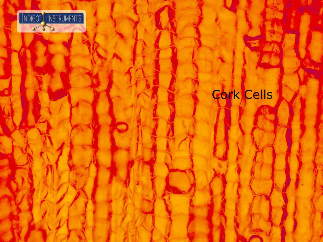 Cork Cells