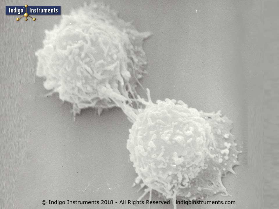 Cell Cytokinesis