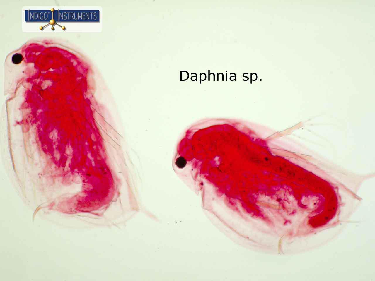 Daphnia sp. Water Flea