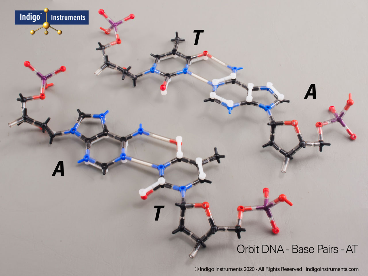 AT/TA Nucleotides