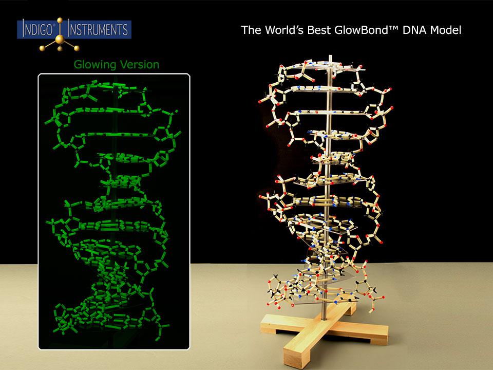 DNA Glow in the Dark-Assembly Required