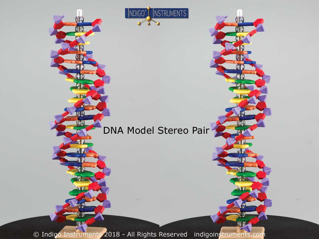 22 Base Pair DNA Model-Assembly Required