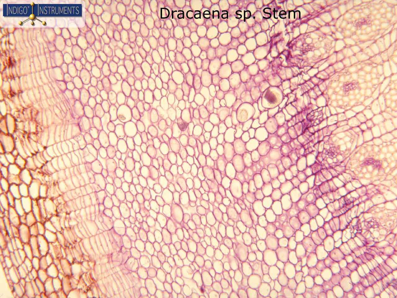 Dracaena Stem