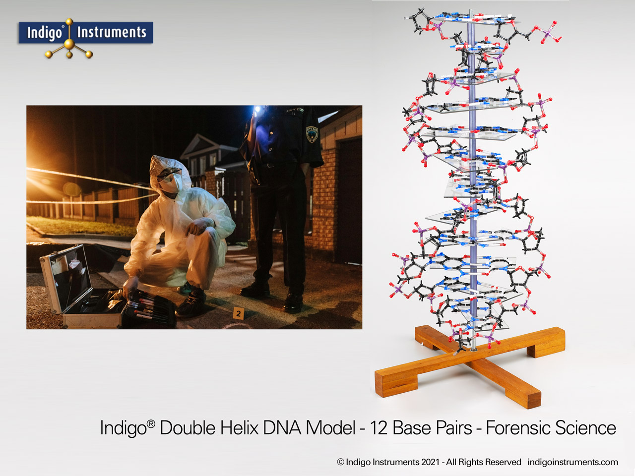 Forensic Biology Education DNA Model