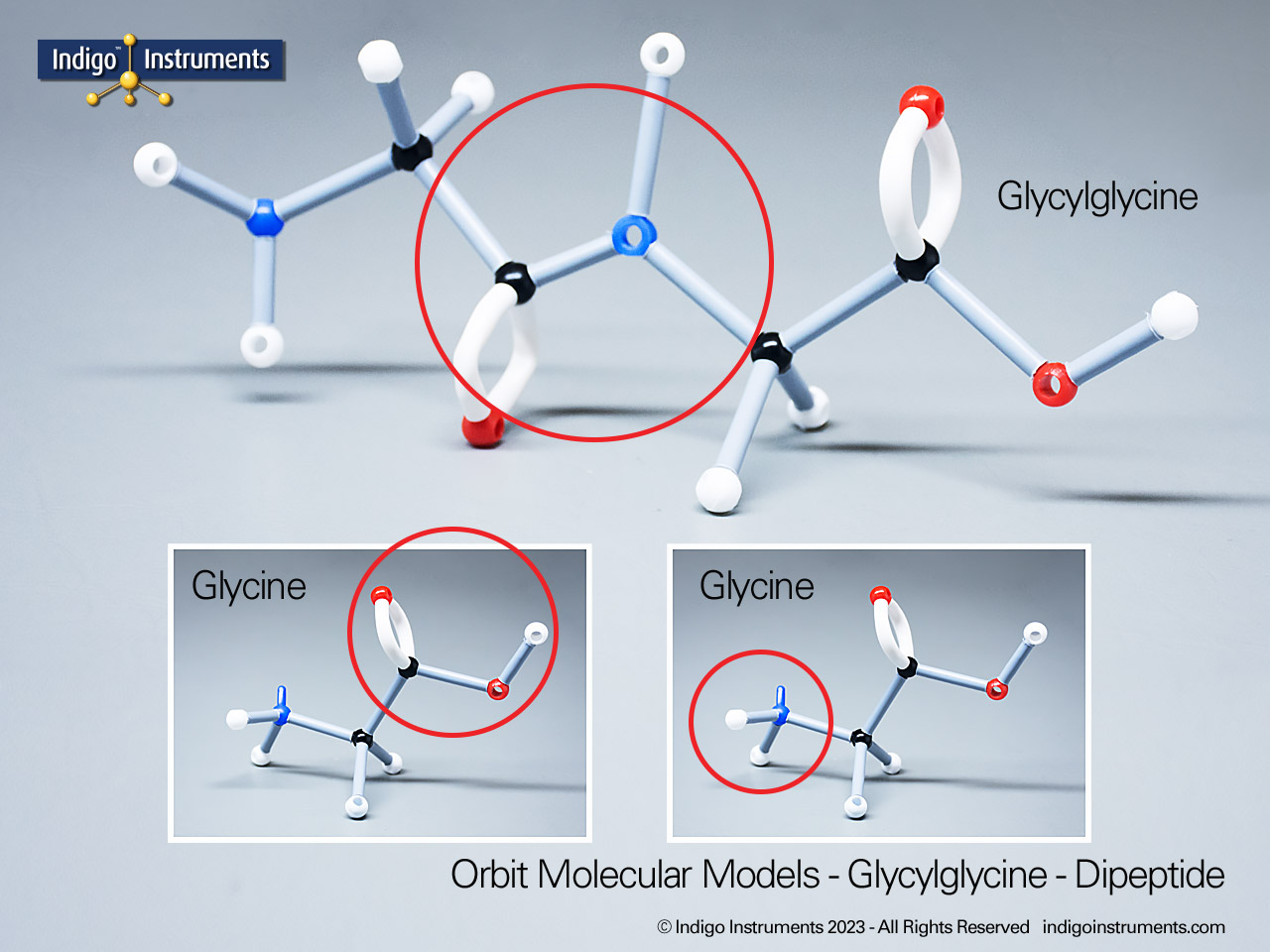 Dipeptide Amino Acid Model: Glycylglycine