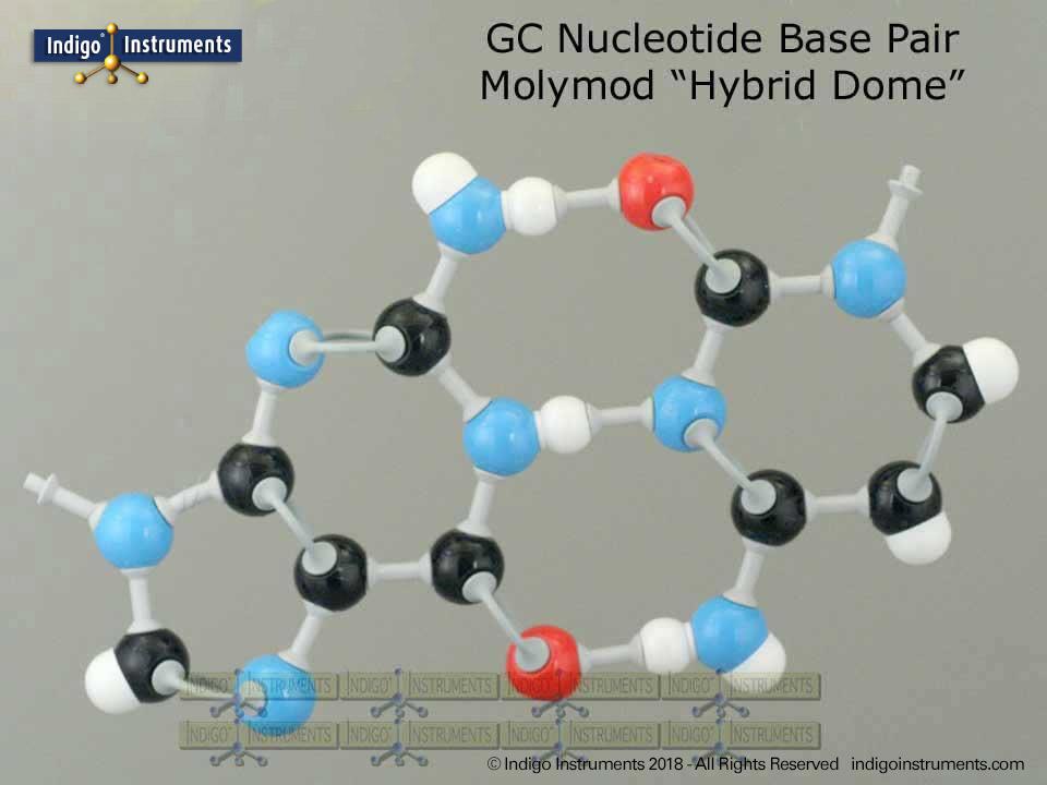 Guanine Cytosine DNA Base Pair