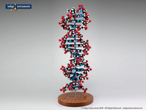 DNA Models for Sale: DNA Double Helix Molecule Models Kits from Indigo