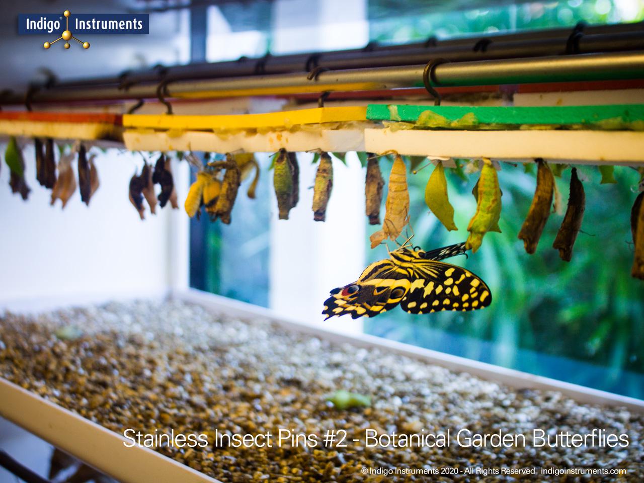 Botanical Garden Butterflies