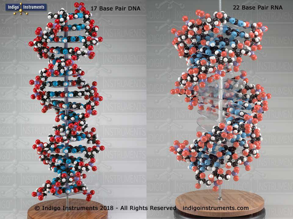 Indigo DNA/RNA Models