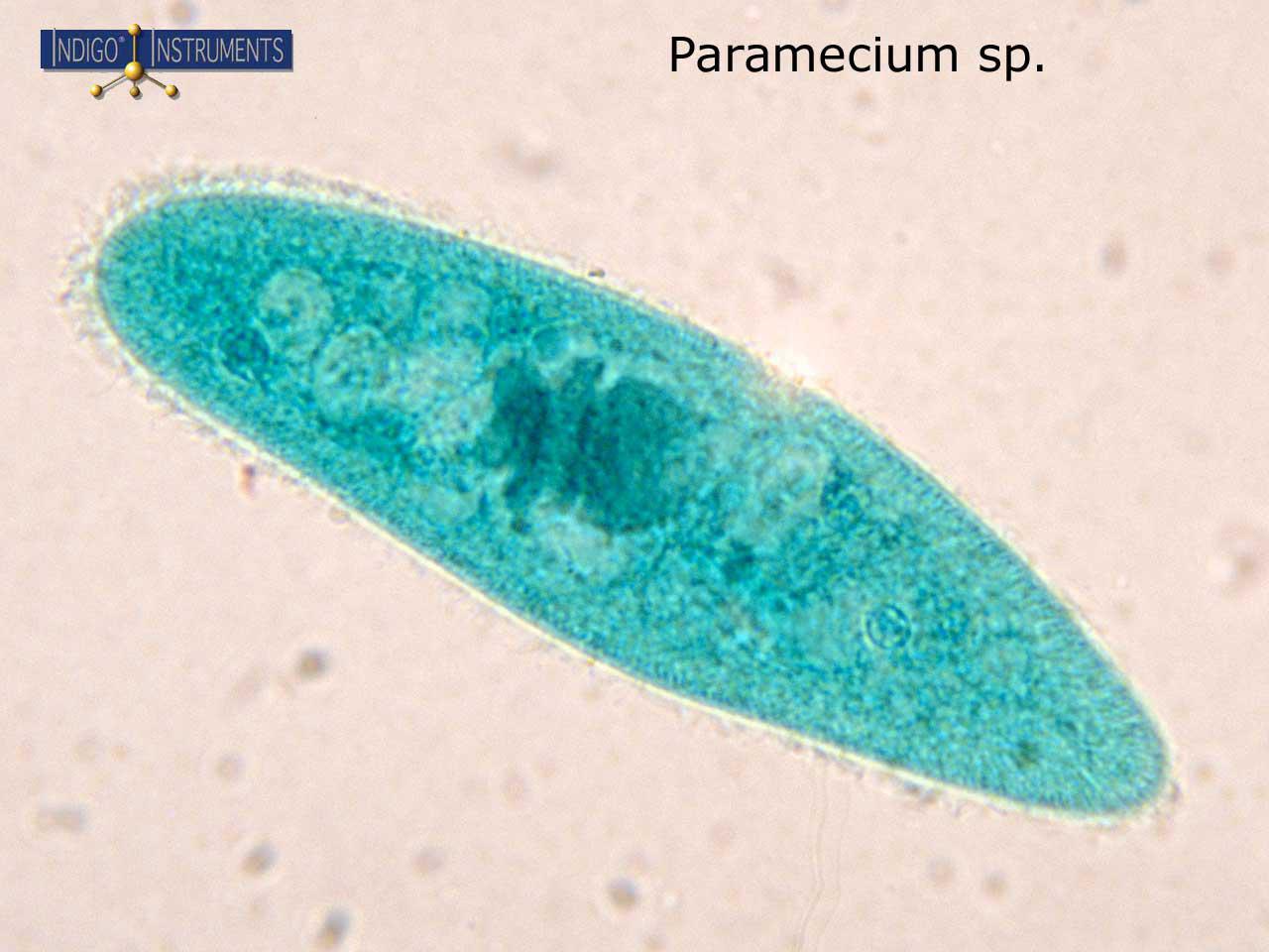 Paramecium sp.