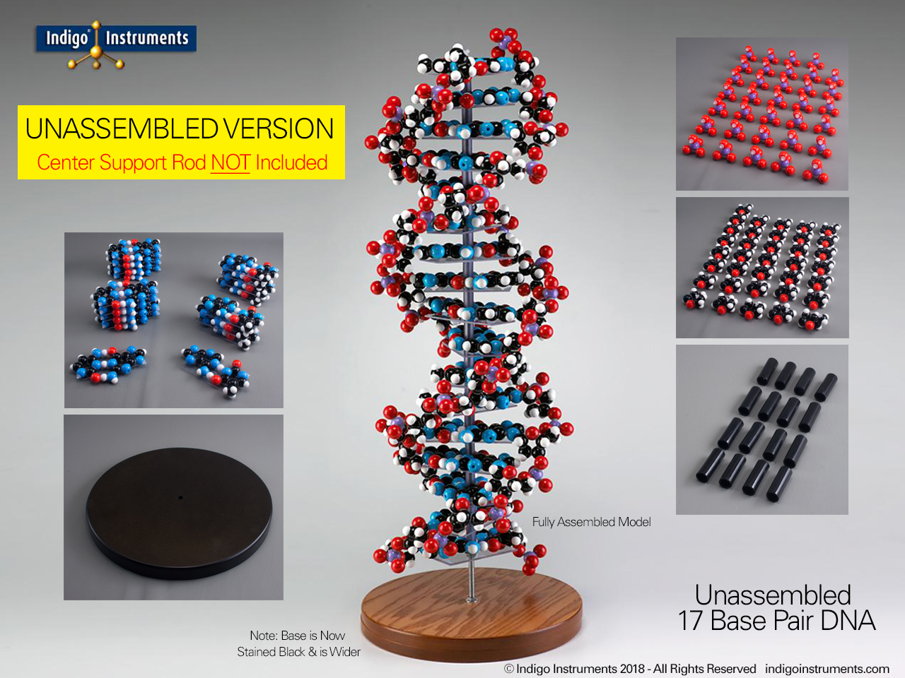 17 Base Pair DNA-Partially Assembled