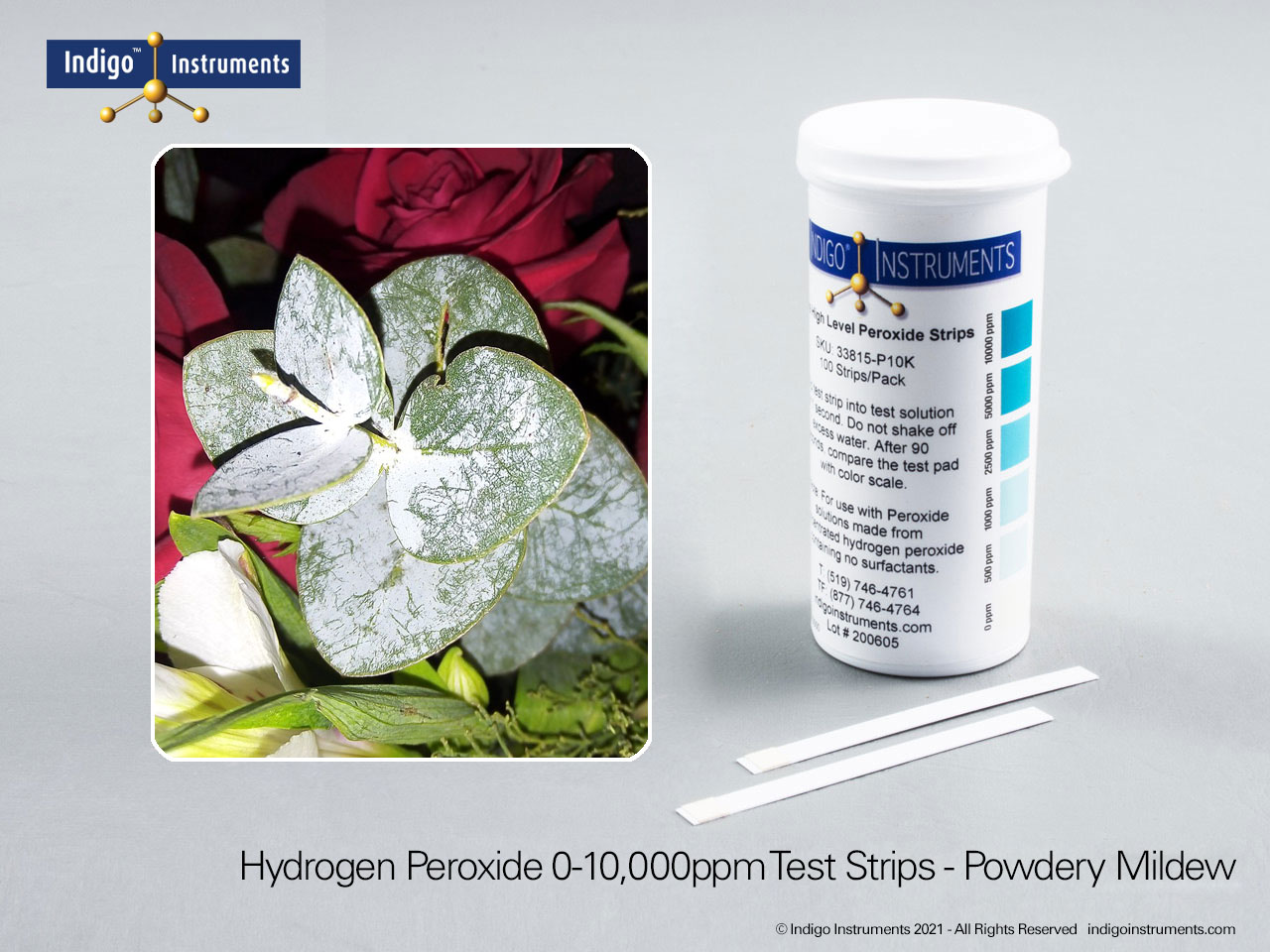 Powdery Mildew H2O2 Treatment