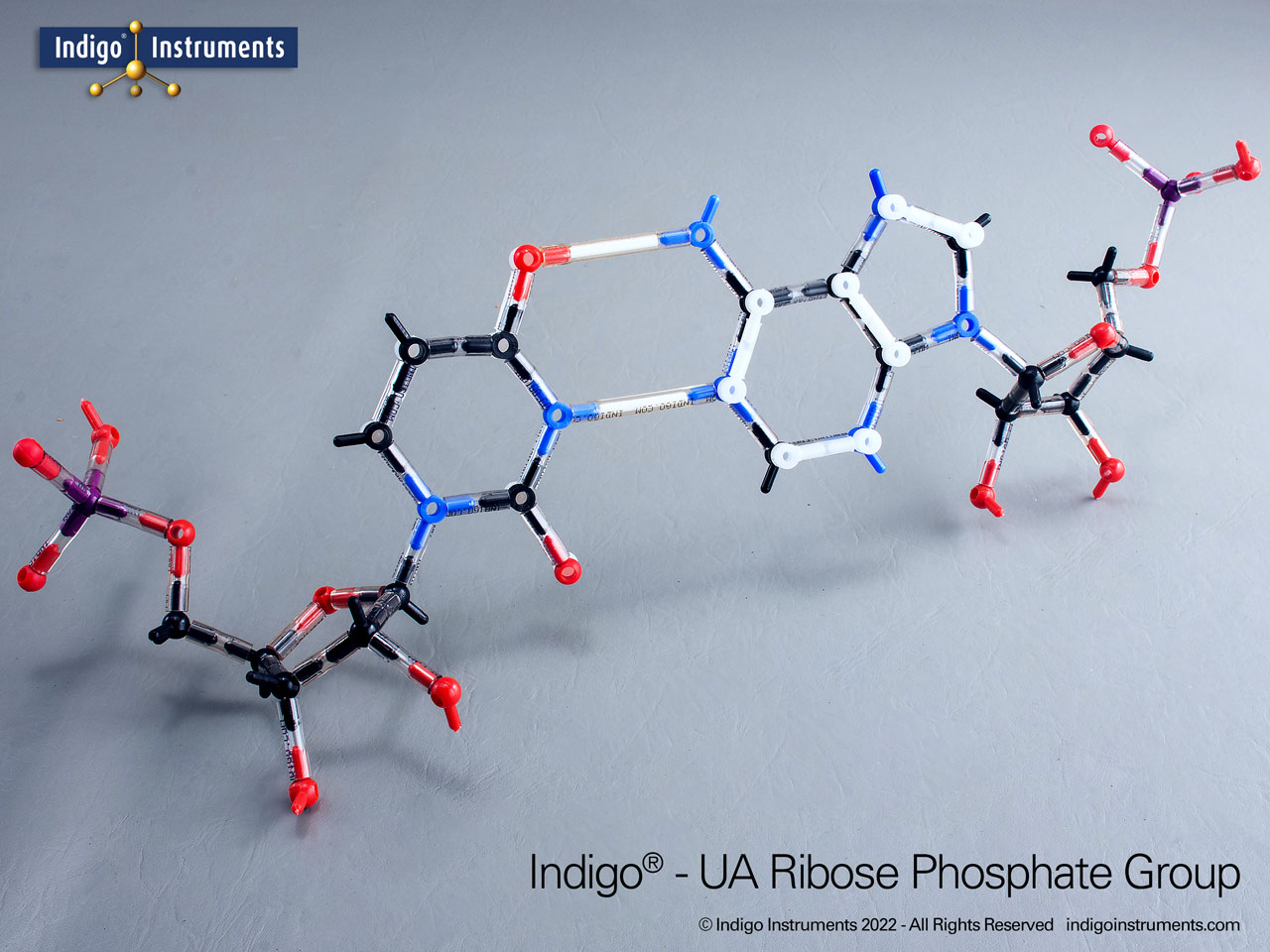 AU Nucleotides