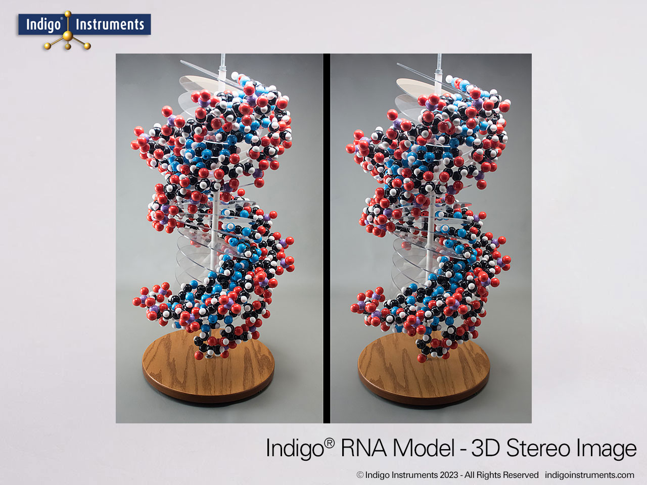 RNA Double Helix Model