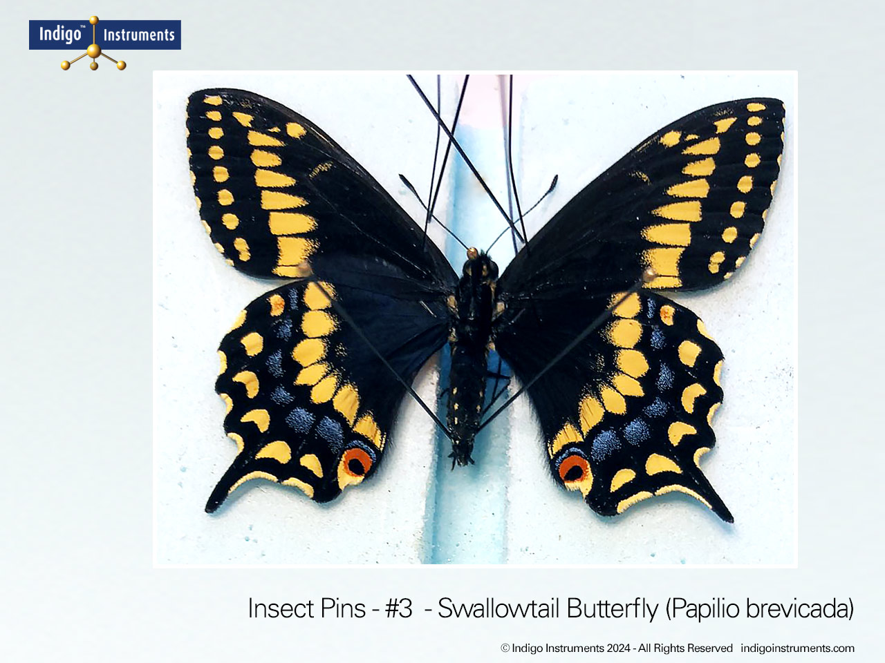 Mounted Swallowtail Butterfly #3 Pin