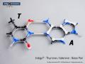 AT base pair, deoxyriboses N/I