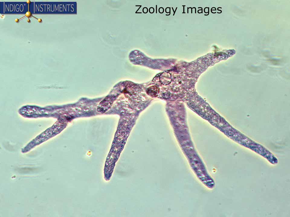 Zoology Images